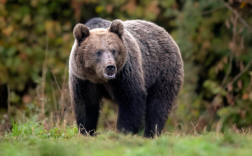 Emberre támadt egy medve a horvátországi Plitvicei-tavaknál